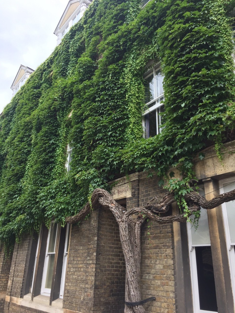 United Kingdom - Oxford - A lovely vine covered building on New Inn Hall St