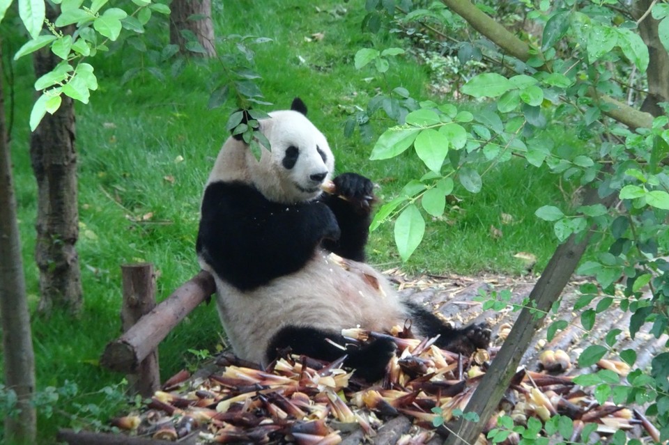 China - Chengdu - 