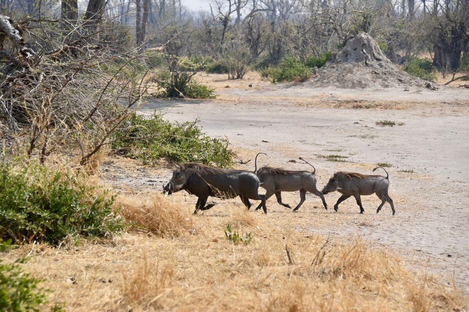 Botsuana -  - Pumba zeigte uns gleich den Weg.
