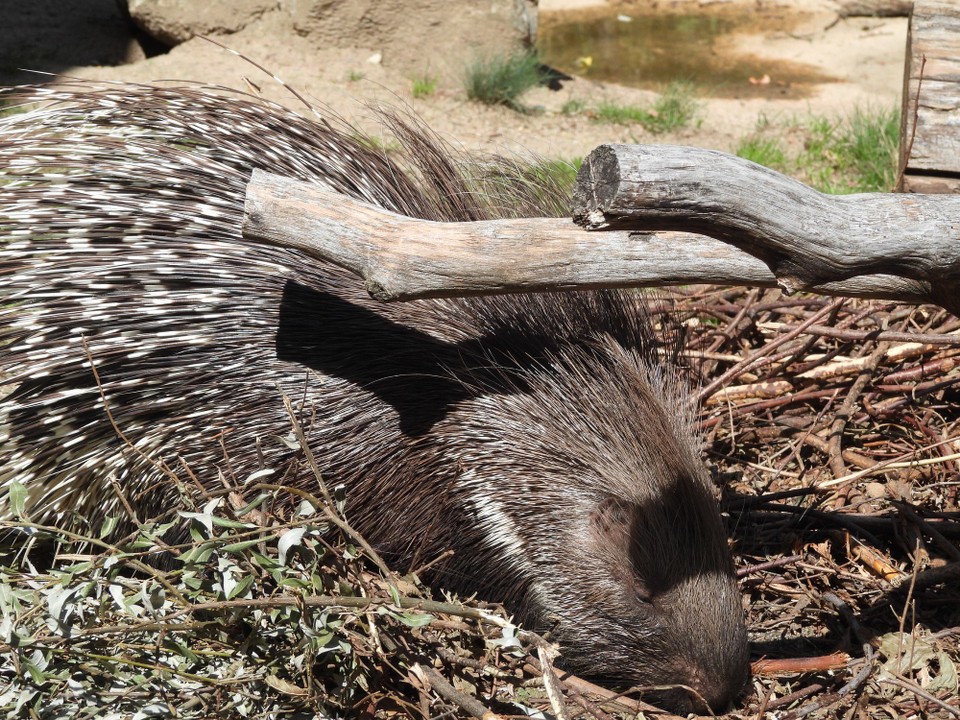 Schweiz - Zürich - Wenn man die Kopfform anschaut gleicht es dem Meerschwein, daher wohl auch der Name