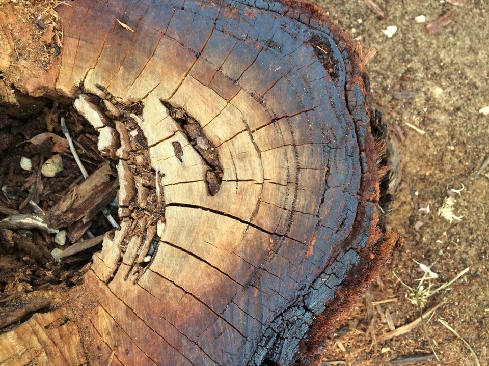 Australien -  - Sehr viele Wälder mit Brandrelikten