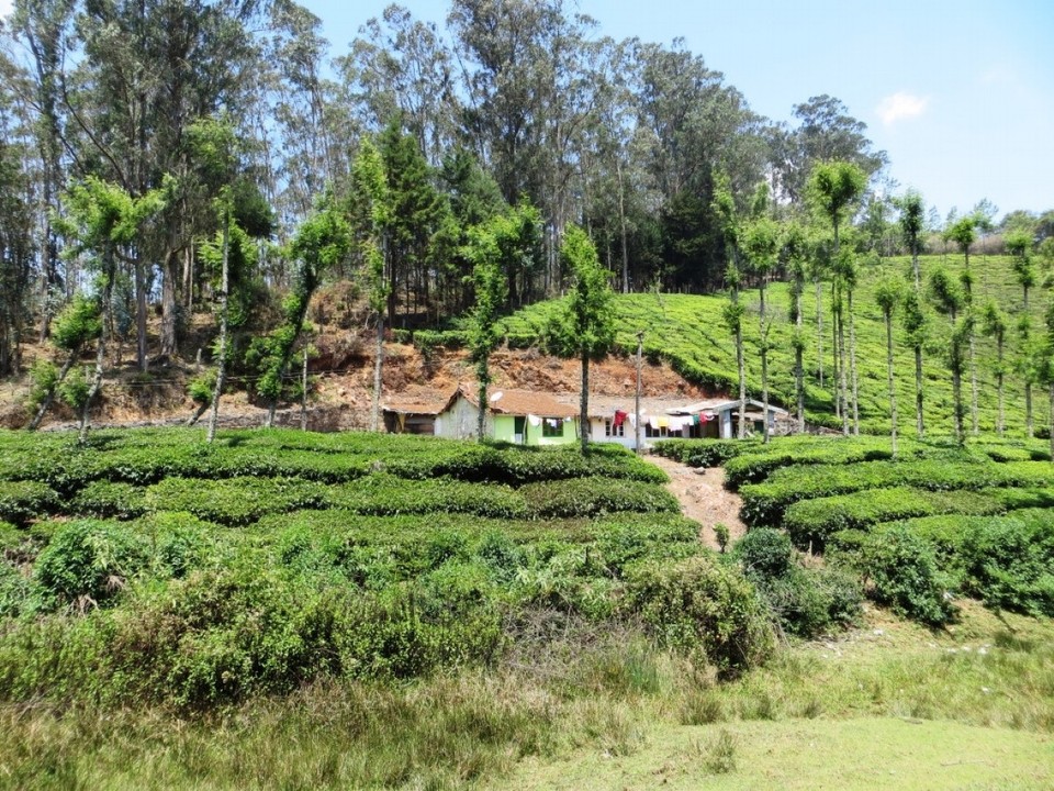 Indien - Sholur - 