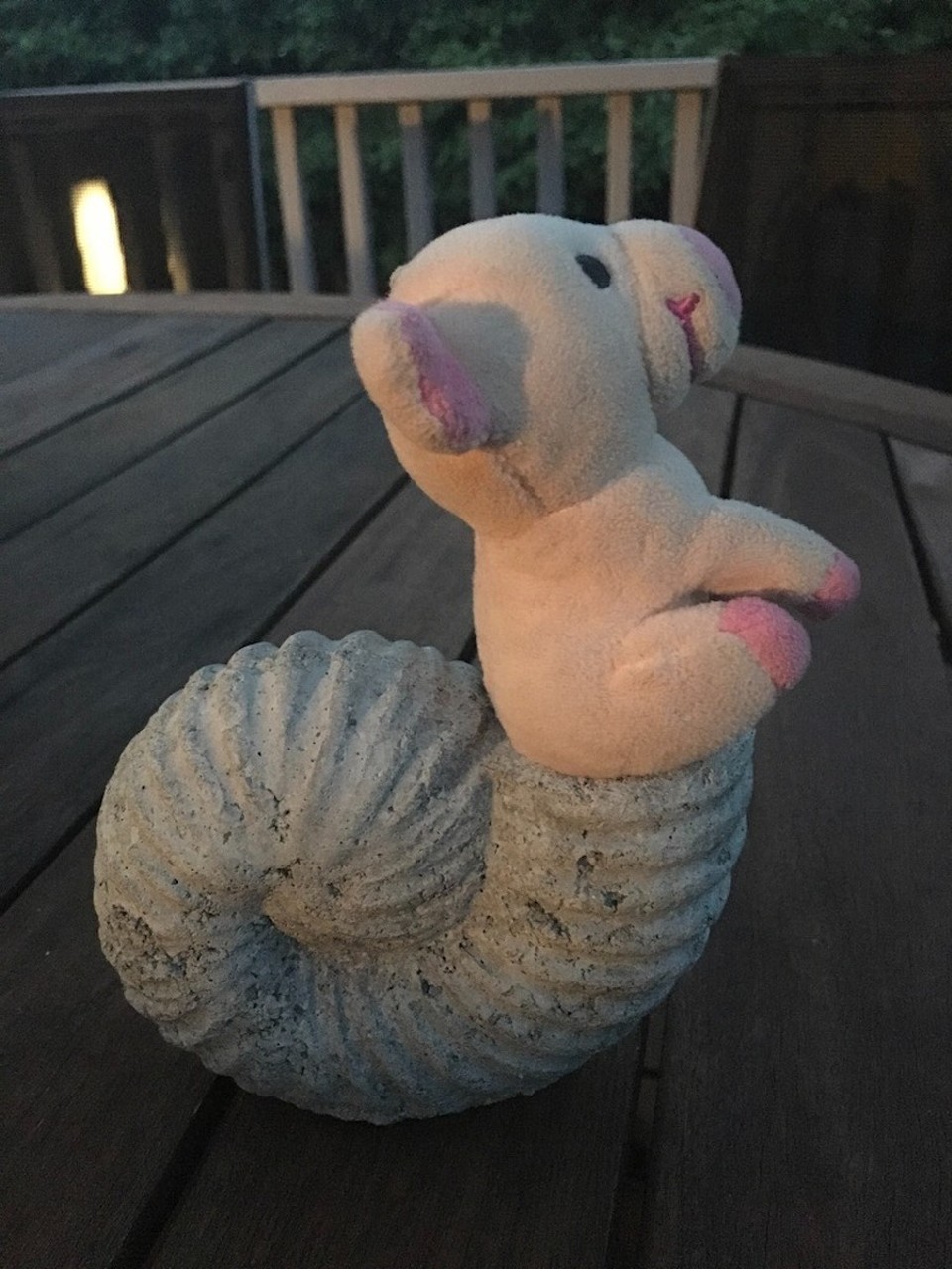 Neuseeland - Auckland - Schweineschnecke, gibts nur in Neuseeland
