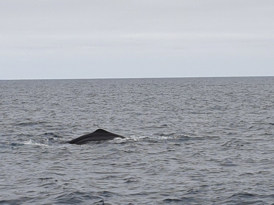 Neuseeland - Kaikoura - 