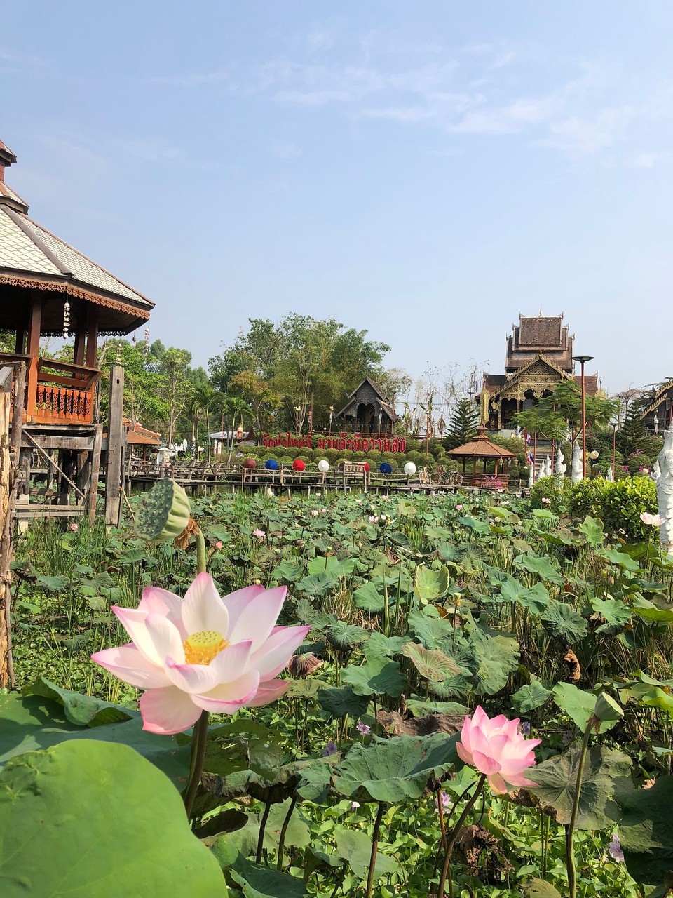 Thailand - Chiang Mai - 