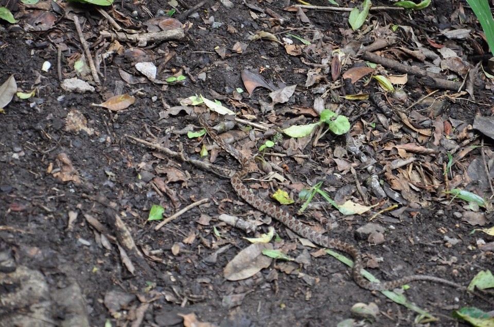 Costa Rica -  - Diese junge Schlange war ebenfalls sehr neugierig was die ganzen Touristen im Hummingbird Garden so treiben, dass sie einem jungen Mann über den Fuß schlängelte.. 
kleiner Tipp: man sollte wirklich auch deshalb ein festes Schuhwerk tragen. 
