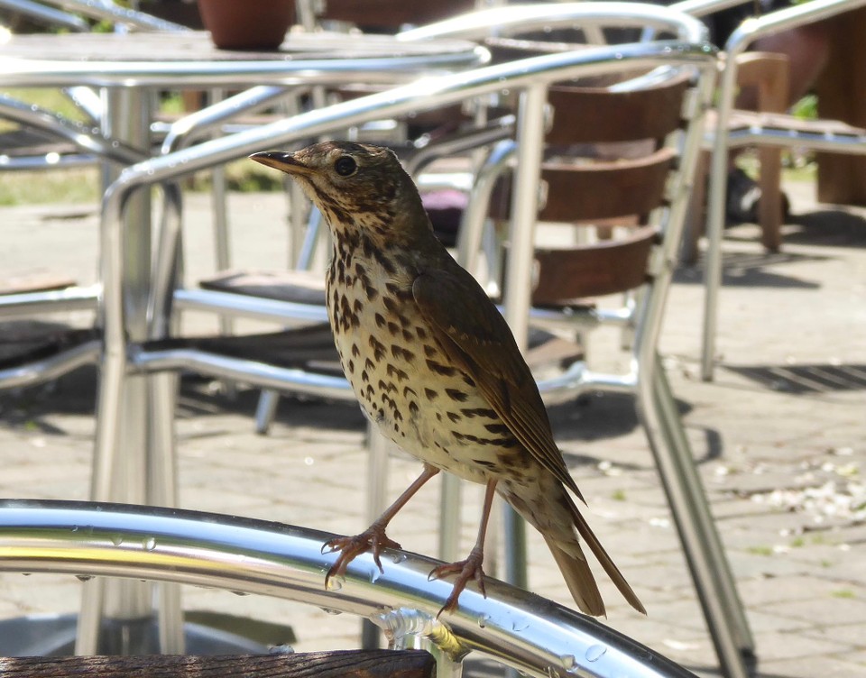 United Kingdom - Isles Of Scilly - A mistle thrush waiting for forbidden titbits.