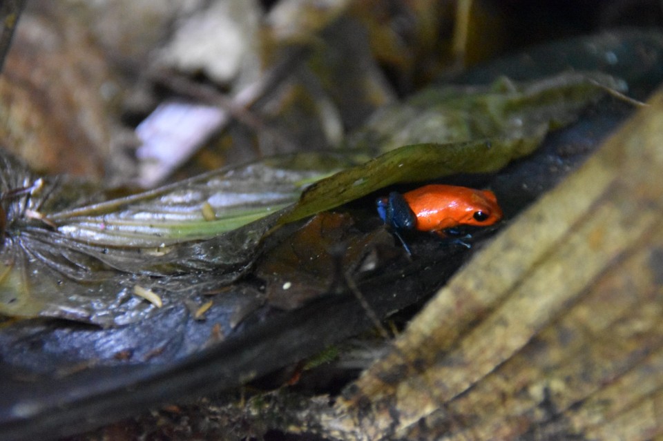 Costa Rica - San Carlos - Da sind sie schon wieder; unsere giftigen Frösche.