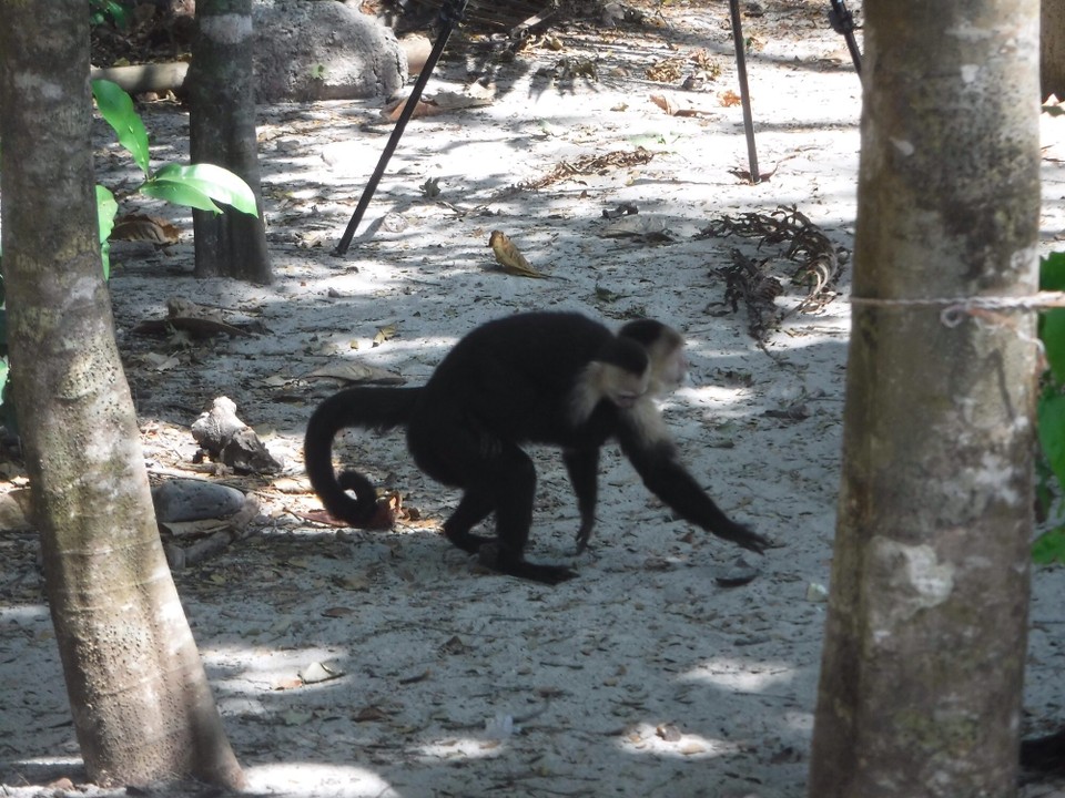 Costa Rica - Parrita - 