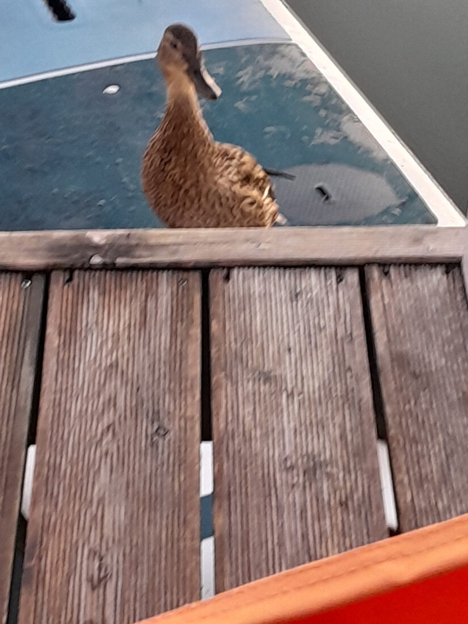 Deutschland - Heidesee - mutige Mama