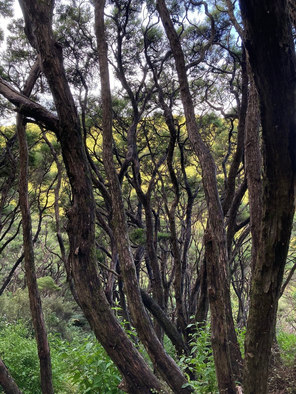 Neuseeland - Tolaga Bay - 