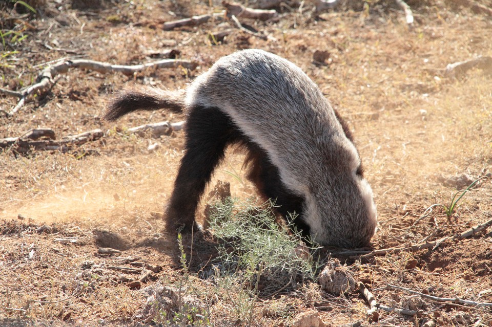 Südafrika - Addo - Honeybadger auf der Suche nach Leckerlis lässt sich nicht stören