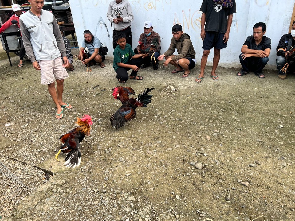 Indonesien - North Toraja Regency - Hier werden die Hähne vor ihrem Kauf getestet 