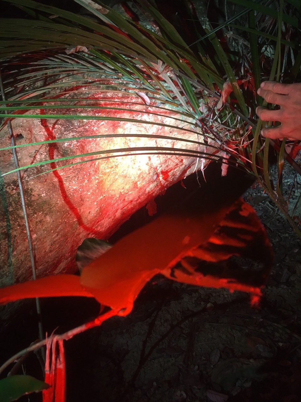 Neuseeland - Tawharanui Peninsula - Nebst den 5 Kiwis sehen wir auch noch viele andere Tiere.
Wer sieht den Riesenweta, eine Art Heuschrecke?