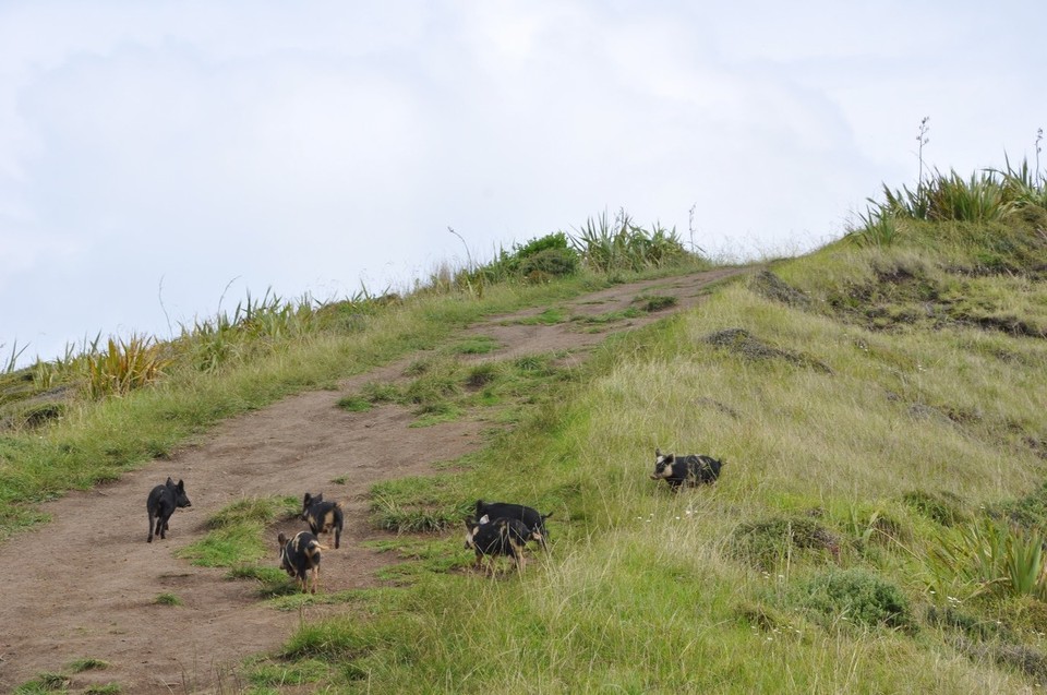 Neuseeland - Mangonui - Wildschweine
