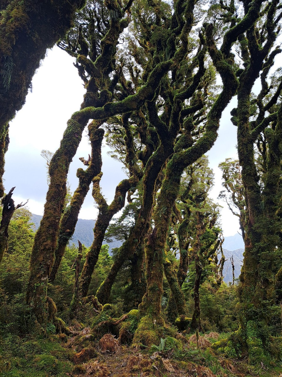 Neuseeland - Te Aroha trail PK - 