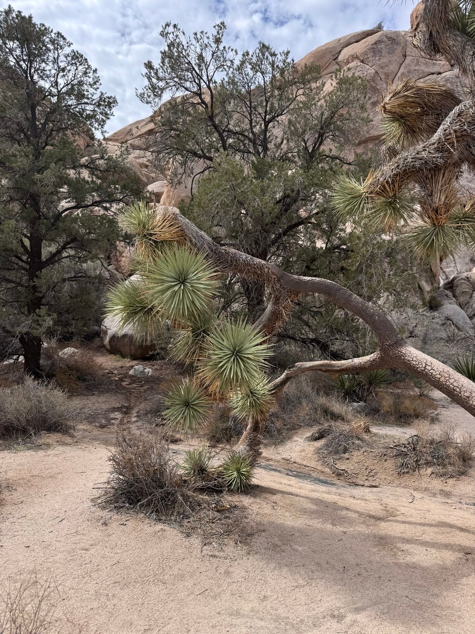Vereinigte Staaten - Joshua Tree - Mier hend zwei chlini Trails gmacht. De Hidden Trail (1.8km), er esch dur die schöne Lanschafte gange.☺️
De zweiti Trail esch deh Barker Dam Trail (2.4) gsi. Er esch zum ne chline Seeli gange wo mer öfters Tier gseht. Mier hend leider keini gseh.🙈☺️