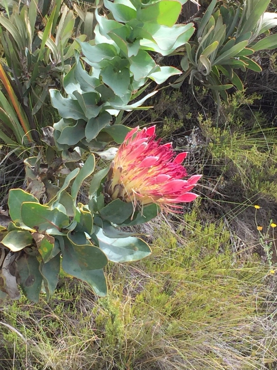 Südafrika - Oudtshoorn - 