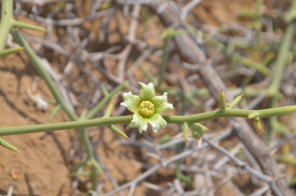 Namibia - Walfischbucht - Nara-Planz huet keng Blieder, nemme greng Stachelen; hei d'Bléi