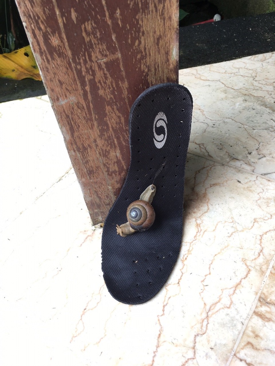 Indonesien - Badung - Die Schnecke fühlt sich auf Pauls Einlage sichtlich wohl
