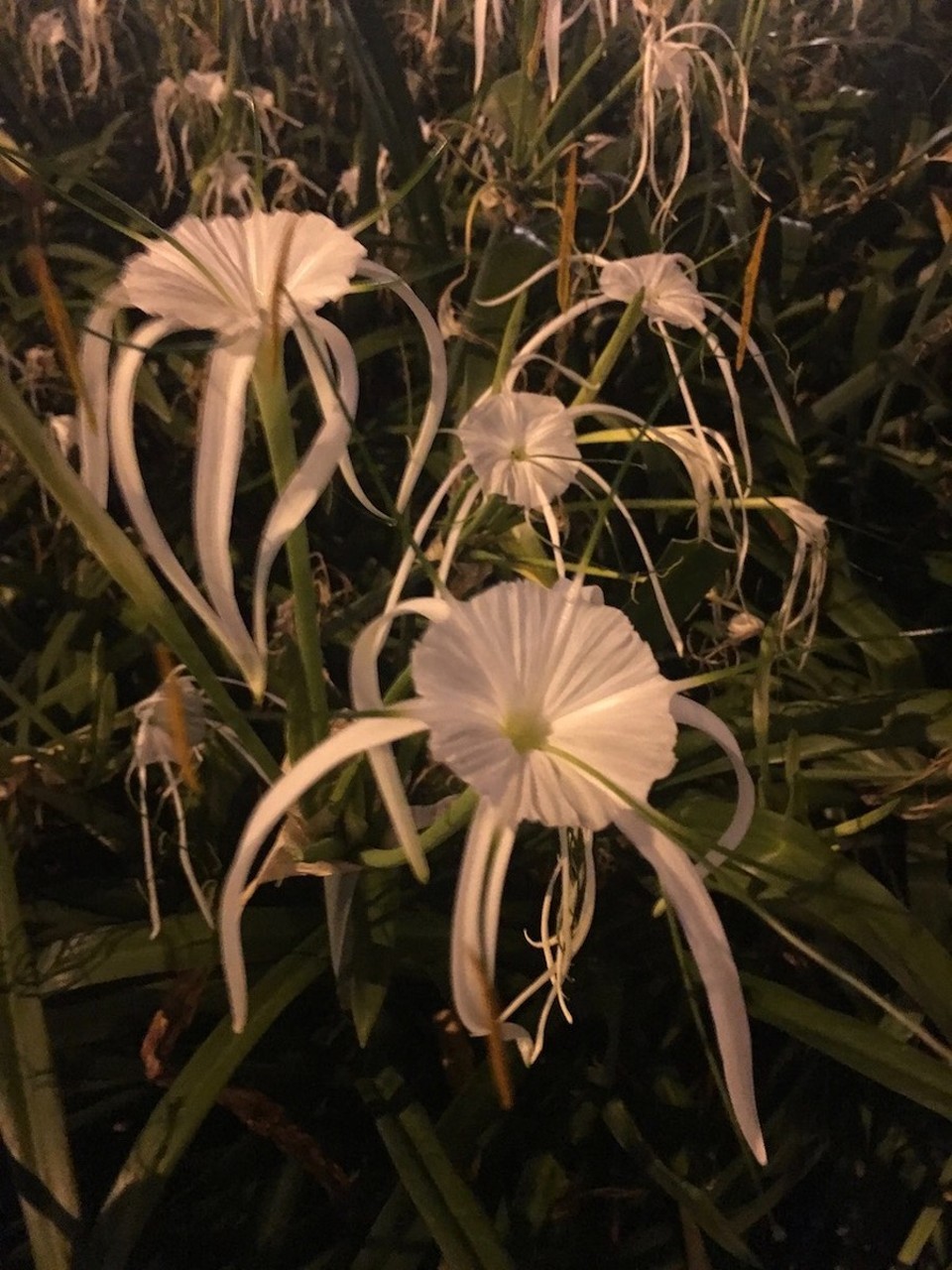 Australien - Teneriffe - Feenblume ?