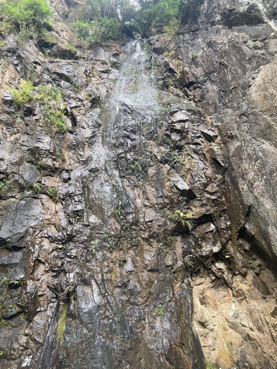 Neuseeland - Kaimai-Mamaku Forest Park - 