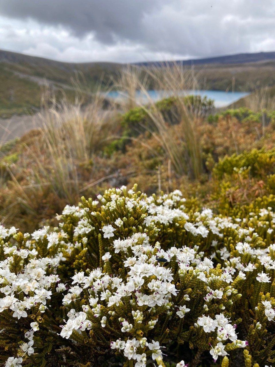 Neuseeland - Tongariro National Park - 