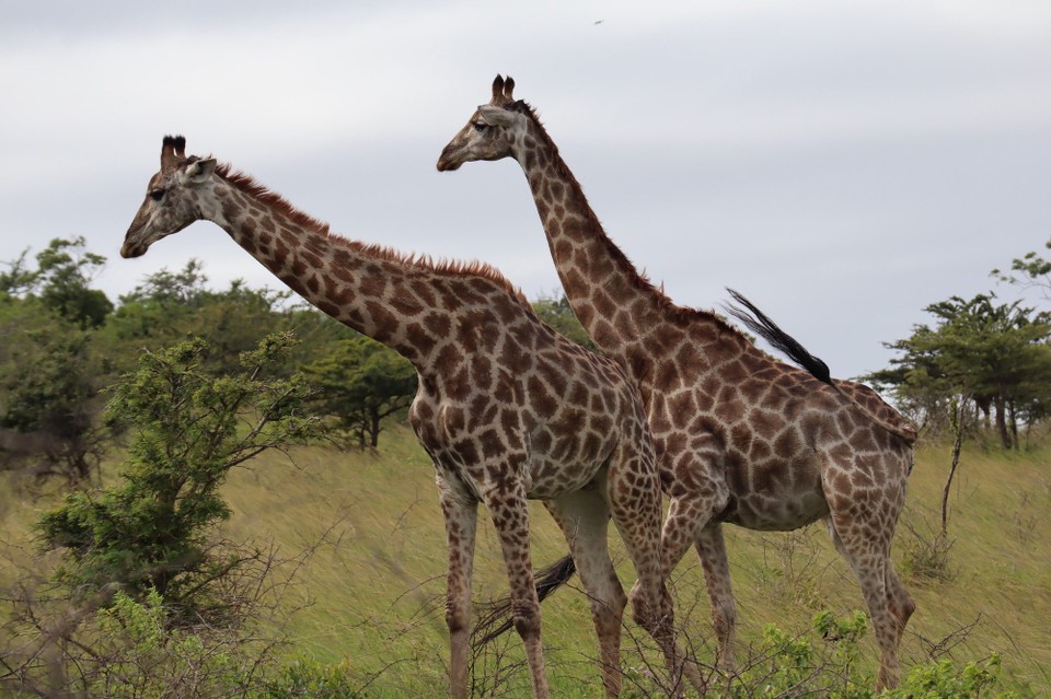 Südafrika - Durban - 
