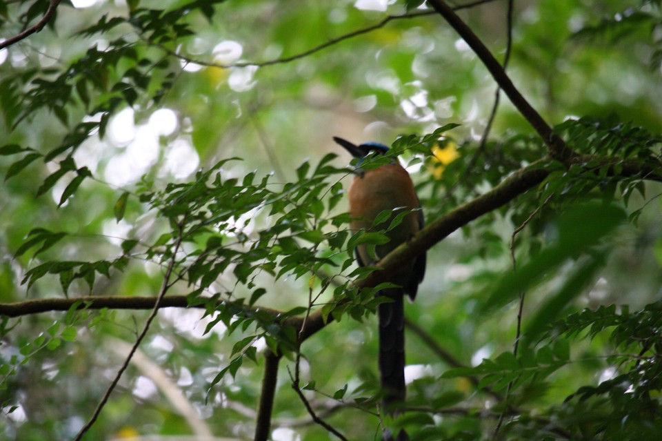 Costa Rica - Liberia - 