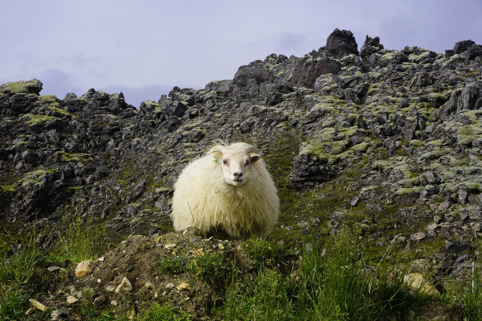 Island - Landmannalaugar - Mini neue Lieblingstier🥹
