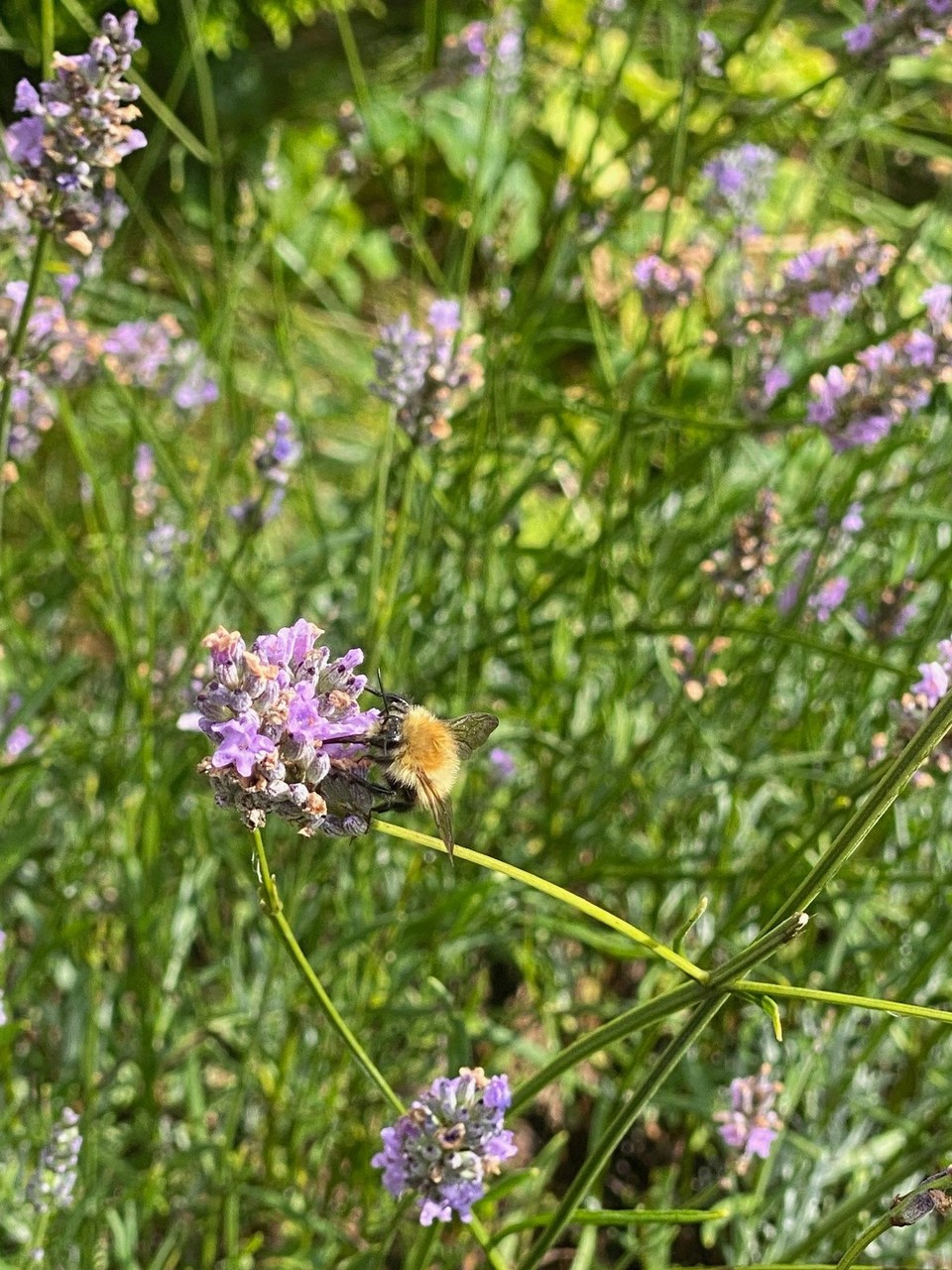 Schweiz - Basel - Bienen, welche wie kleine Hummeln aussehen, haben wir entdeckt...