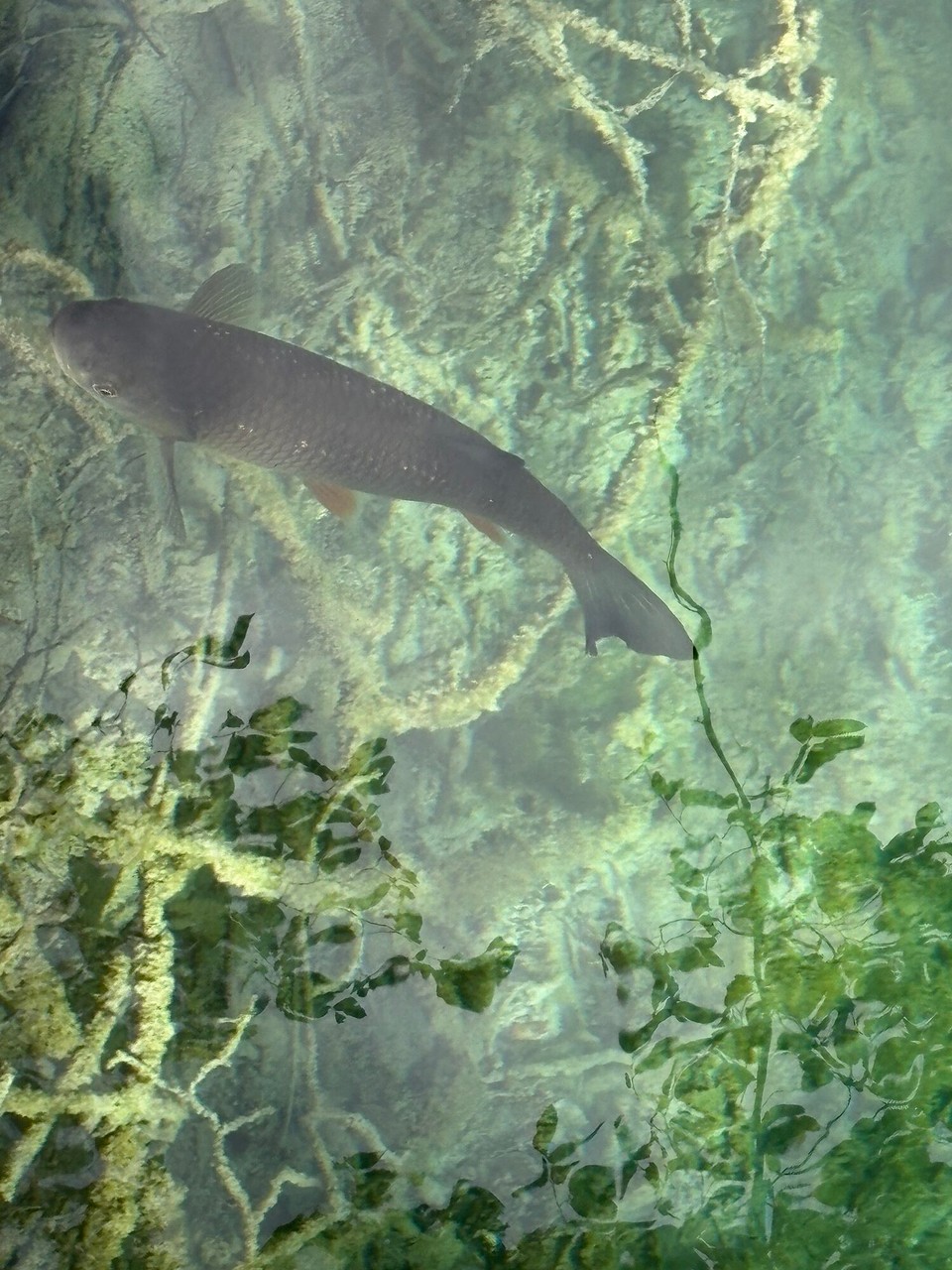 Kroatien - Čatrnja - Fische gibt’s auch 