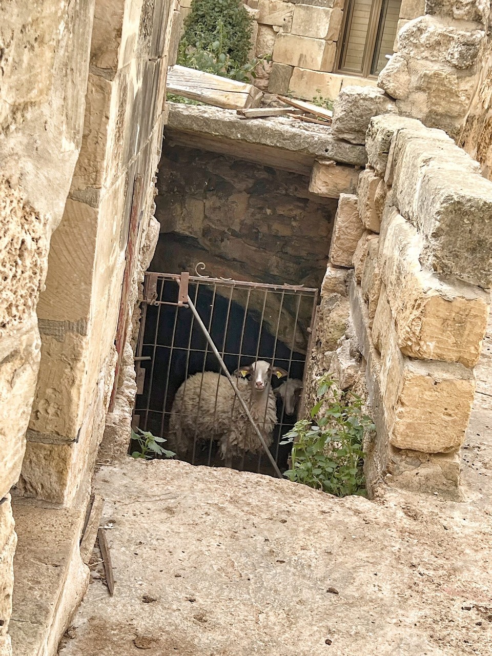 Malta - Qala - Eingang zu einer alten Schutz-Grotte. Was das Schaf da macht, bleibt unklar?!?