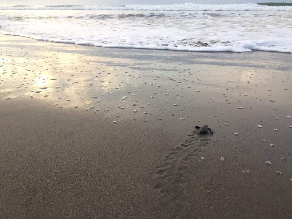 Costa Rica - Nicoya - 