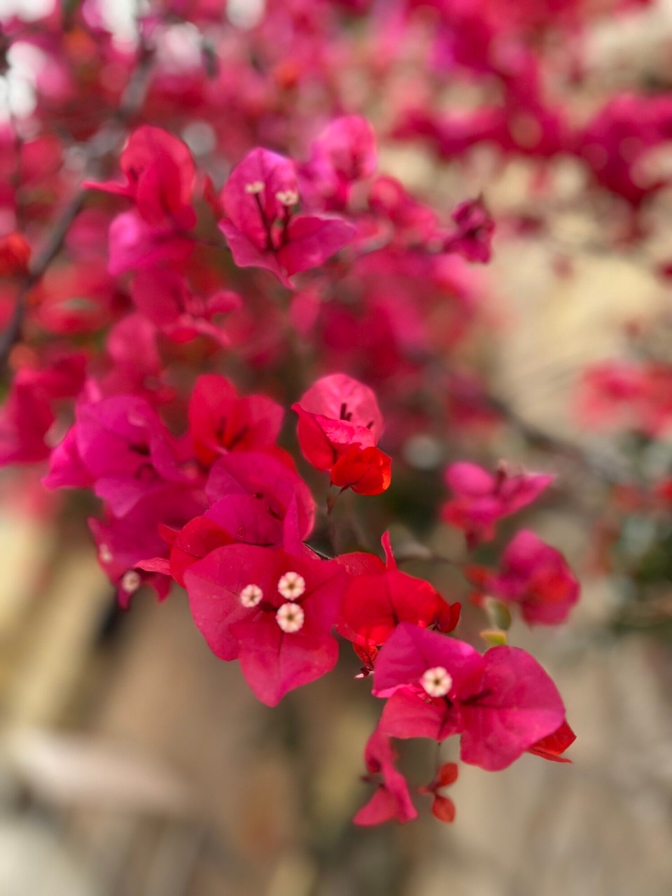 Malta - Valletta - 