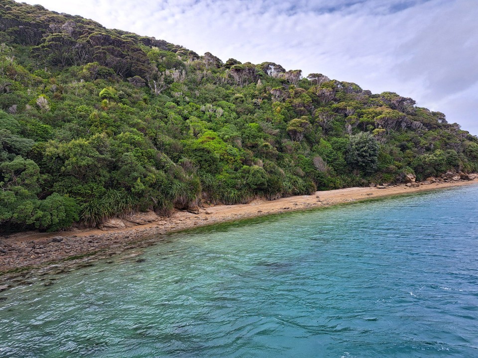 Neuseeland - Punga Cove - 