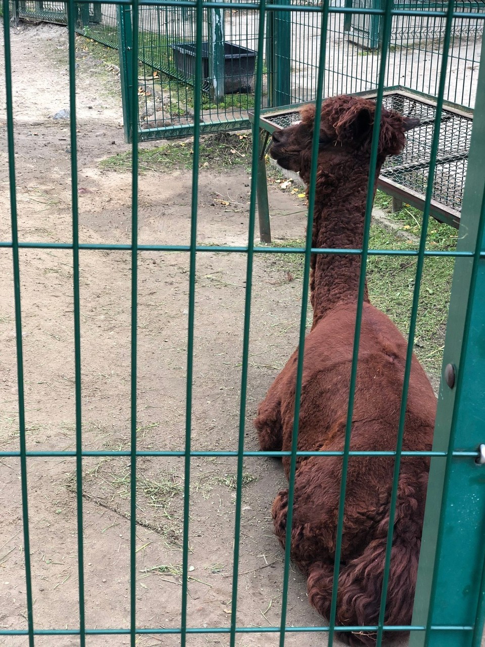 Poland - Gdańsk - Alpacca