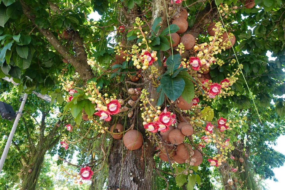 Brasilien - Rio de Janeiro - Kanonenballbaum
