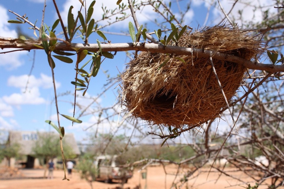 Kenia - Taita - 