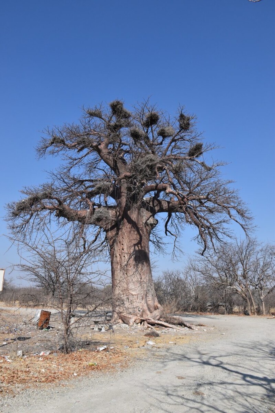 Botsuana -  - Zurück auf der A1 machten wir noch ein paar mal Stop an einigen Boabab Bäumen.