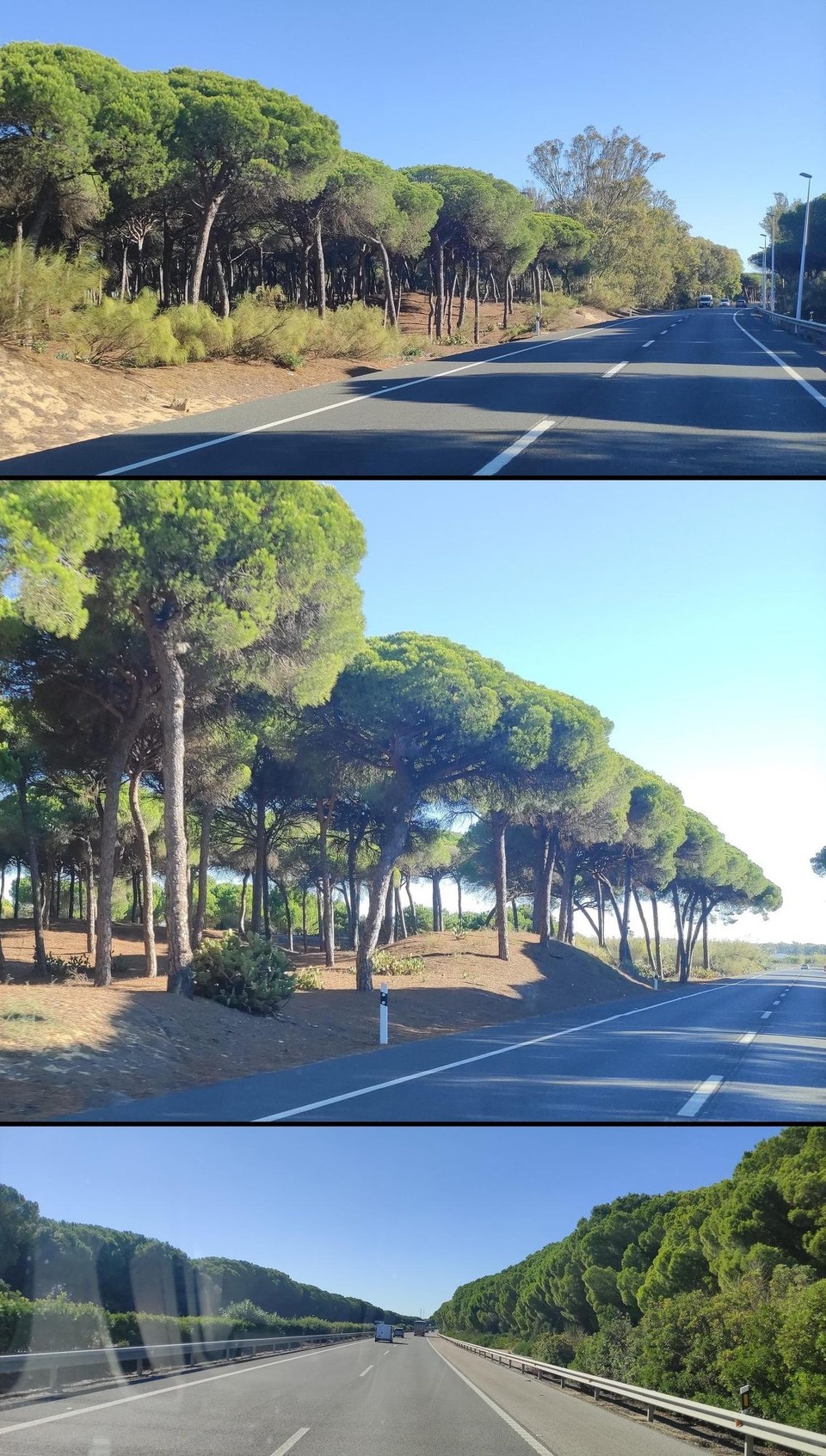 Spanien - Barbate - Straßenbäume in Spanien