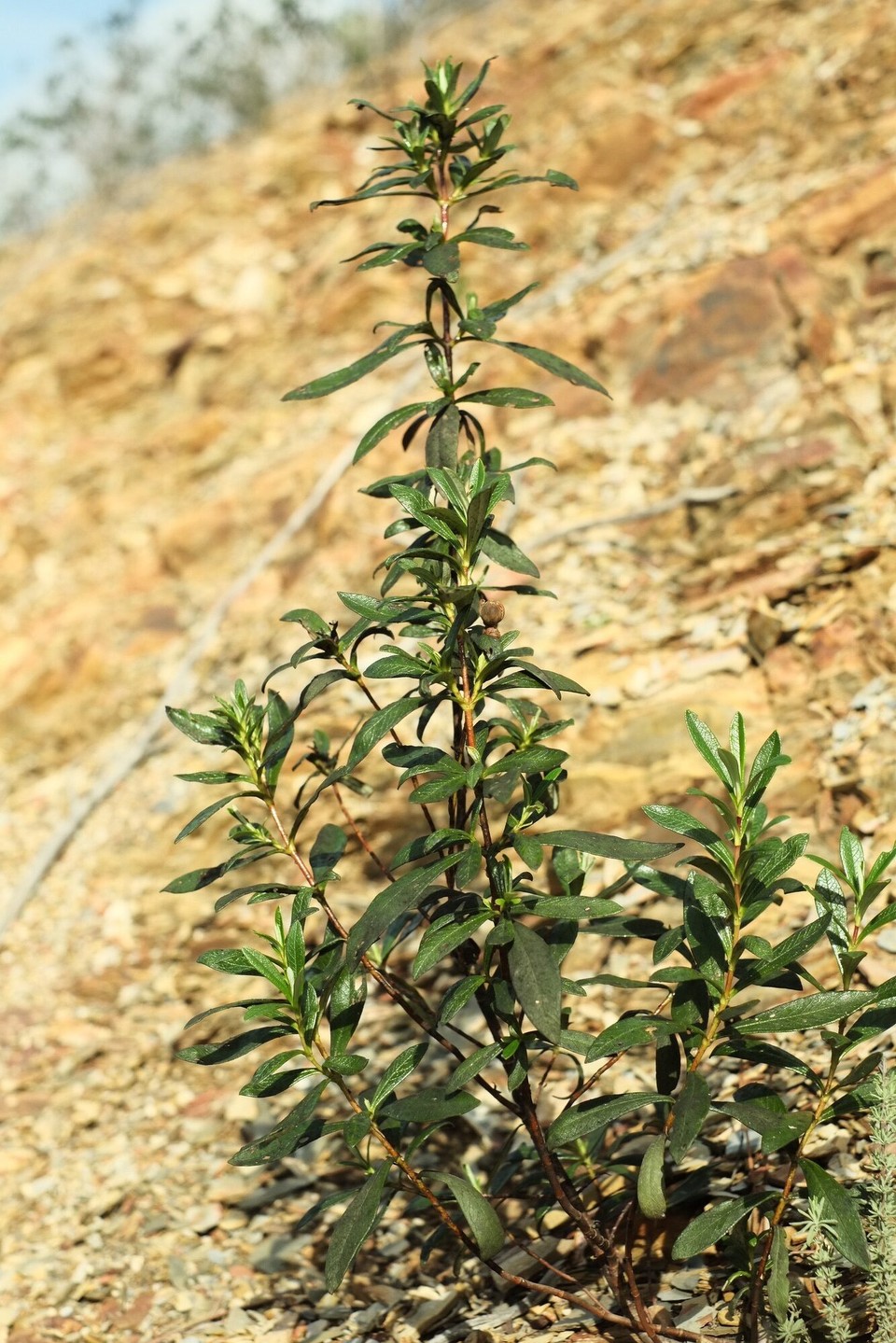 Portugal - Aljezur - 