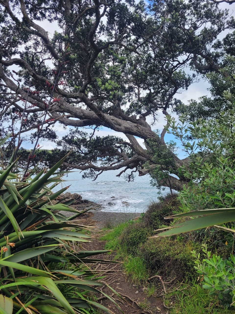 Neuseeland - Waiheke Island - 