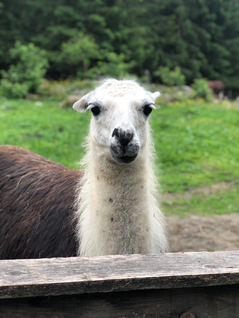 Norway - Siljan - Llama with all the drama💅🏻💁🏻‍♀️