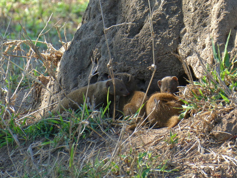 Südafrika - Kruger-Nationalpark - Dwarf Mangoose
