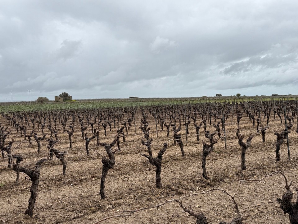 Italien - Marsala - Weinanbau gegen den Durst 