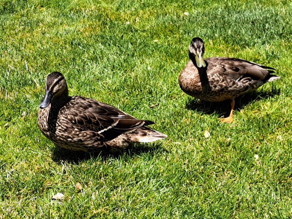 Neuseeland - Palmerston North - 