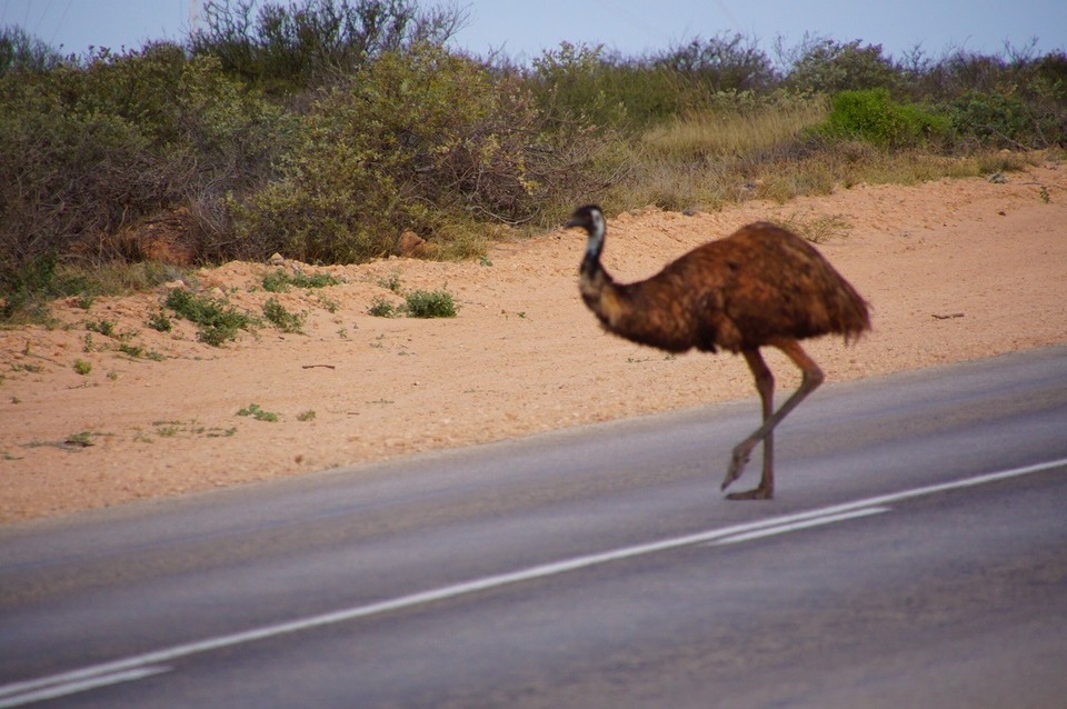 Australien -  - Hello Emu 🙋🏽