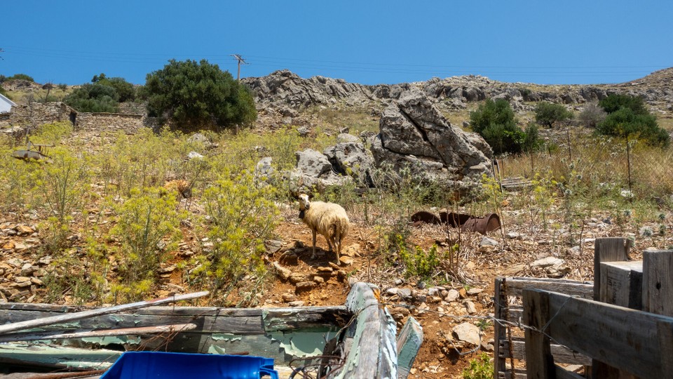 Griechenland - Symi - In den Speisekarten findet man oft "goat". Muss der Koch nicht teuer einkaufen, stehen überall rum.