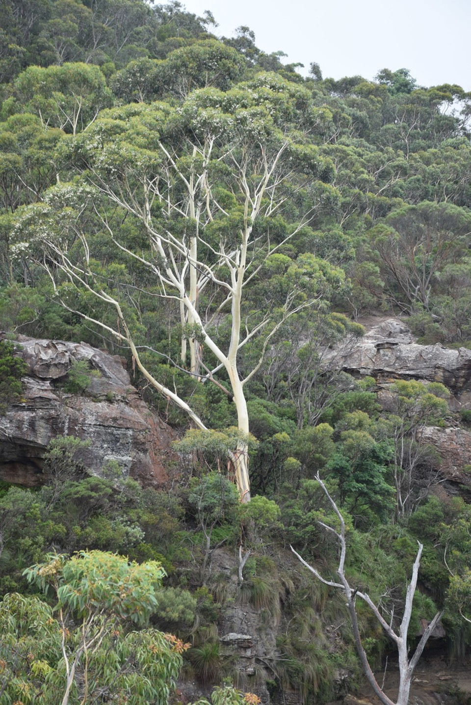 Australien - Wentworth Falls - Ein Eukalyptusbaum